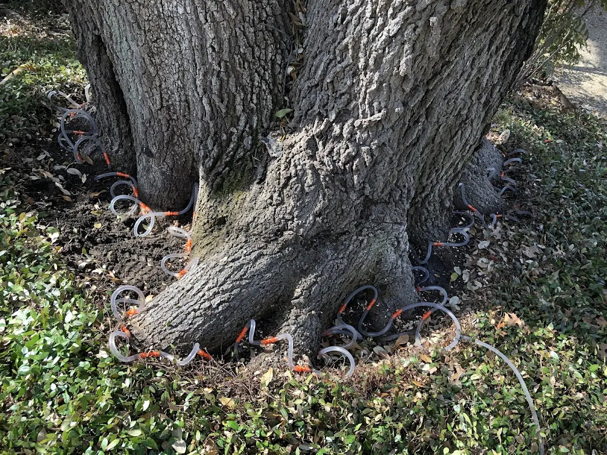 Detailed Tree Cabling and Bracing job site in Rehrersburg
