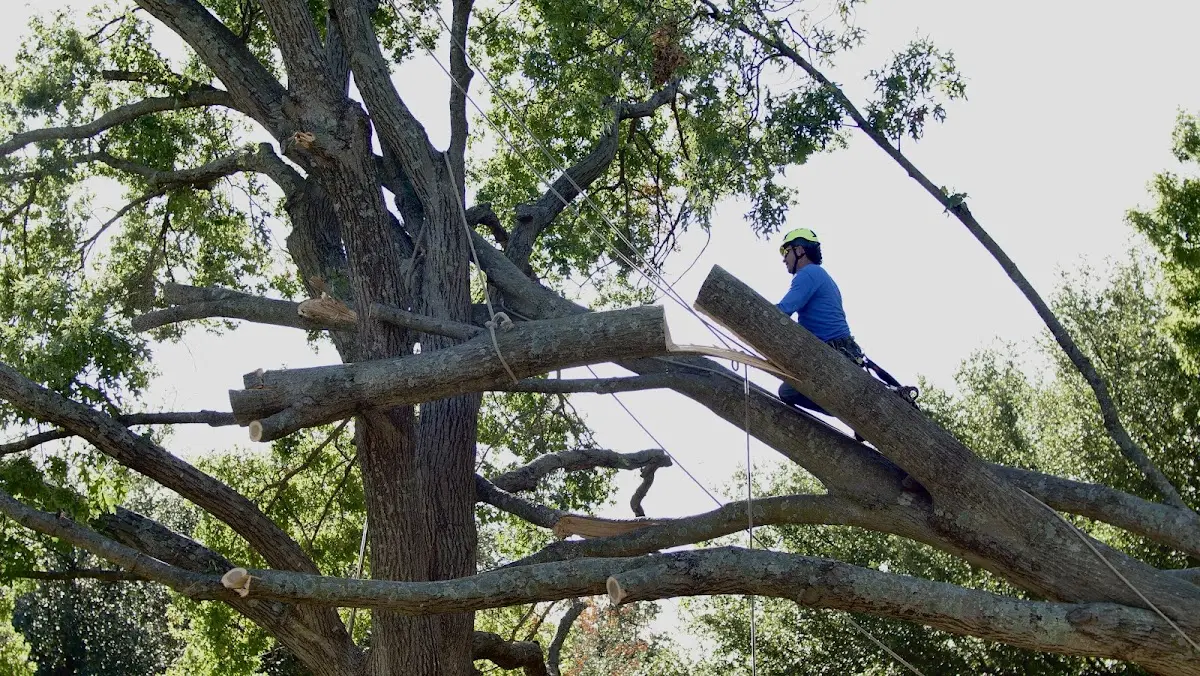 Professional Hazardous Tree Removal performed by certified arborists in Rehrersburg
